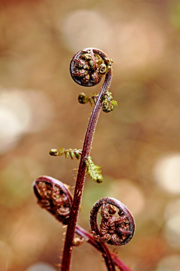 Lady Fern Spirals by Deb Oppermann